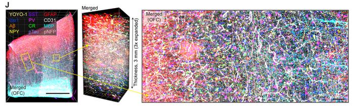 Highly-labeled tissue