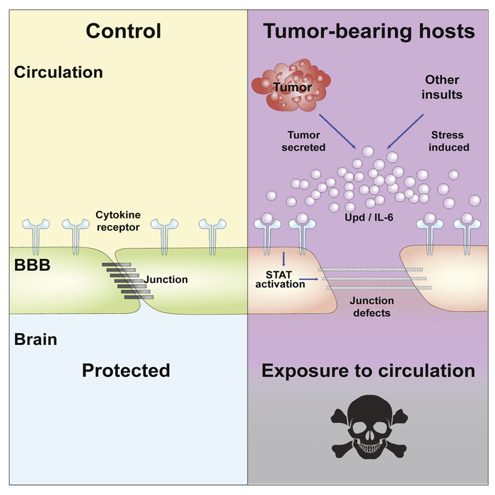 Cytokines permeabilize cell junctions