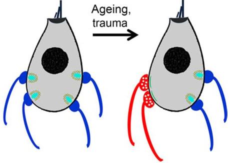 Neural Connections to Sensory Cells of the Inner Ear Change with Age