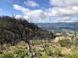 California's oak woodlands