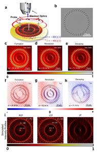 Figure 2 | Dynamic and static investigation of the plasmonic phyllotaxis-inspired vortex nanosieve