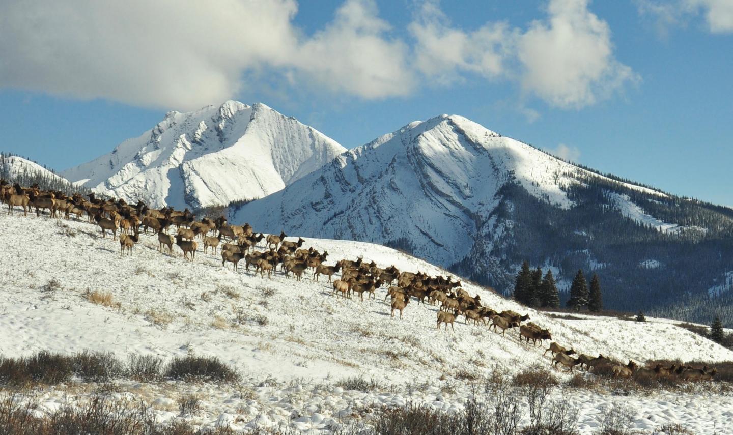 Elk migrate toward Banff National Park.
