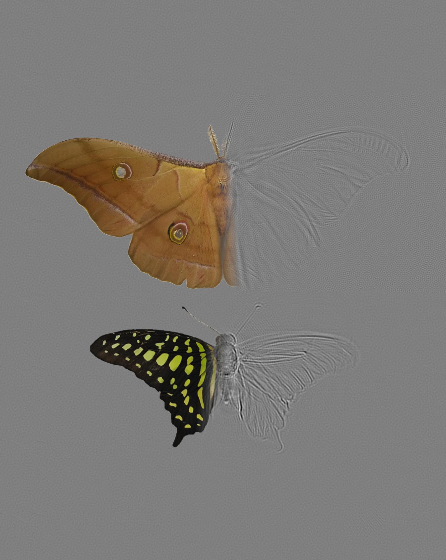 Moths strike out in evolutionary arms race with sophisticated wing design