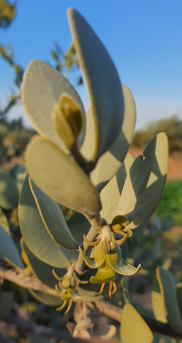 Female jojoba plant flower