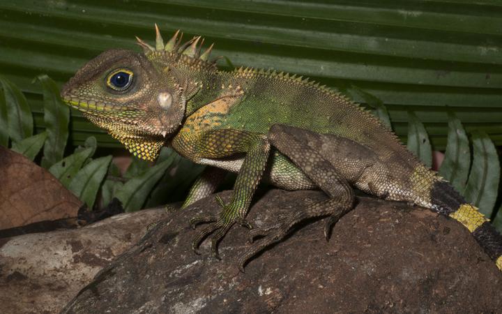Philippine Lizard
