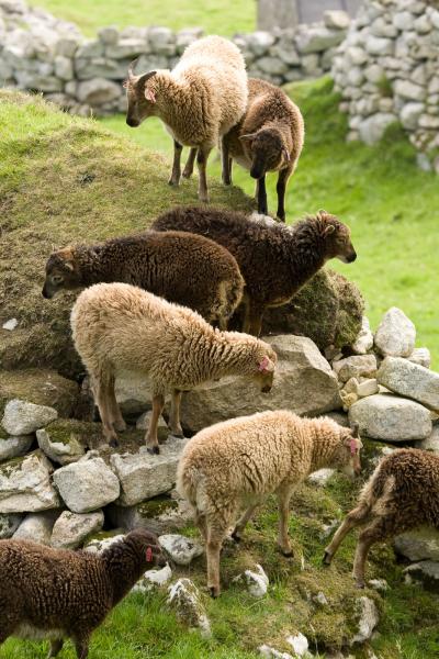 Study of Wild Sheep Links Vitamin D to Improved Fertility and Reproductive Success