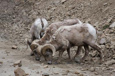 Powerful Appetite for Salt