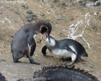 Galapagos Penguin Adult Feeding a Juvenile (1 of 2)