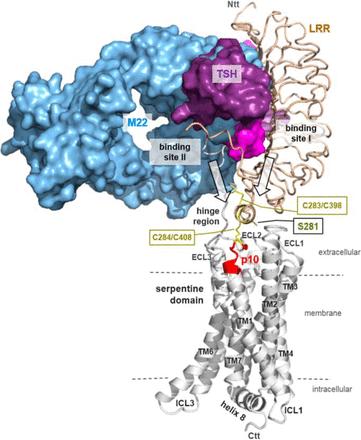 Proposed Mechanism Of Glycoprotein Hormone Receptor Activation