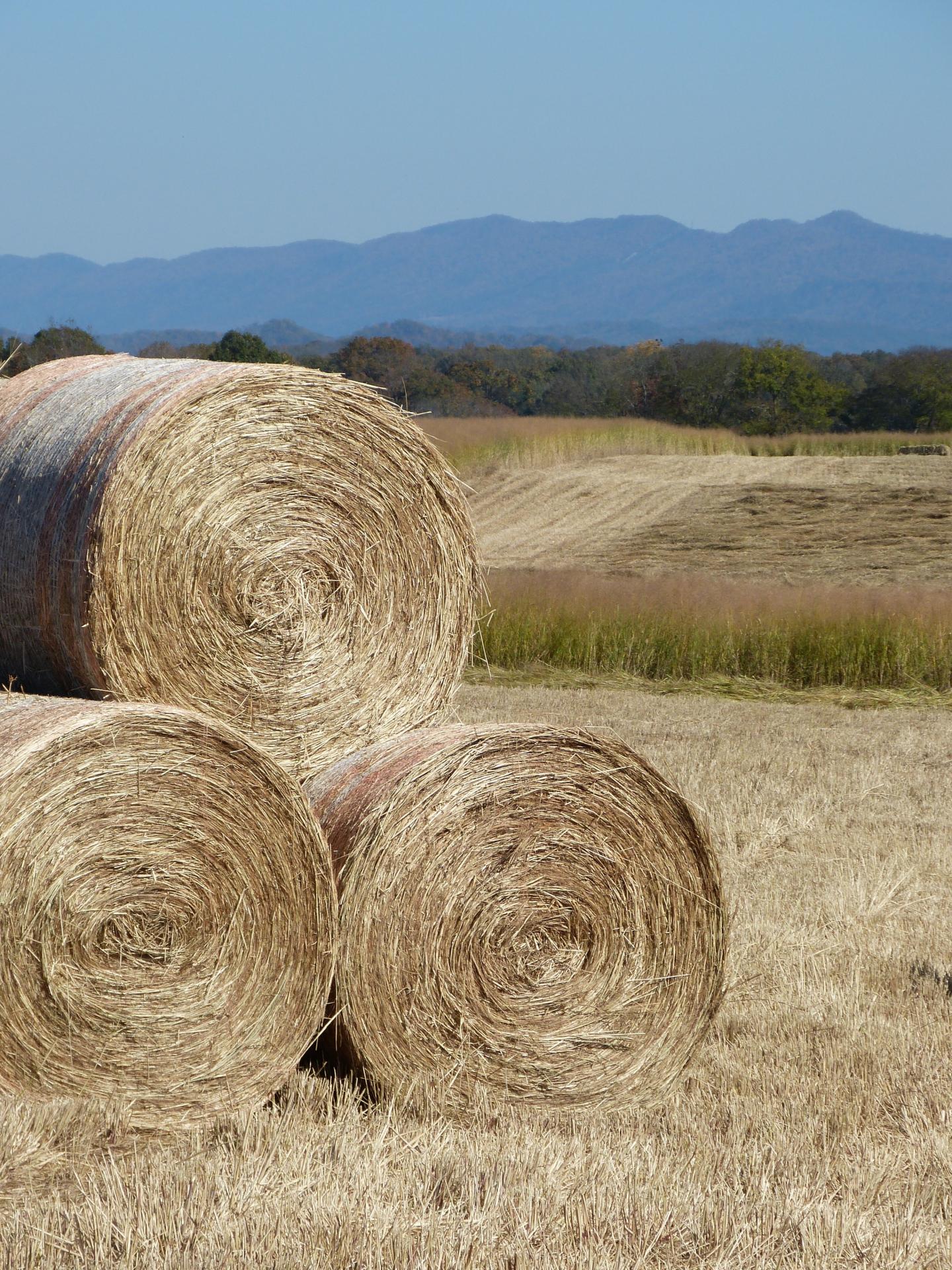 Switchgrass Bales in East Tennessee