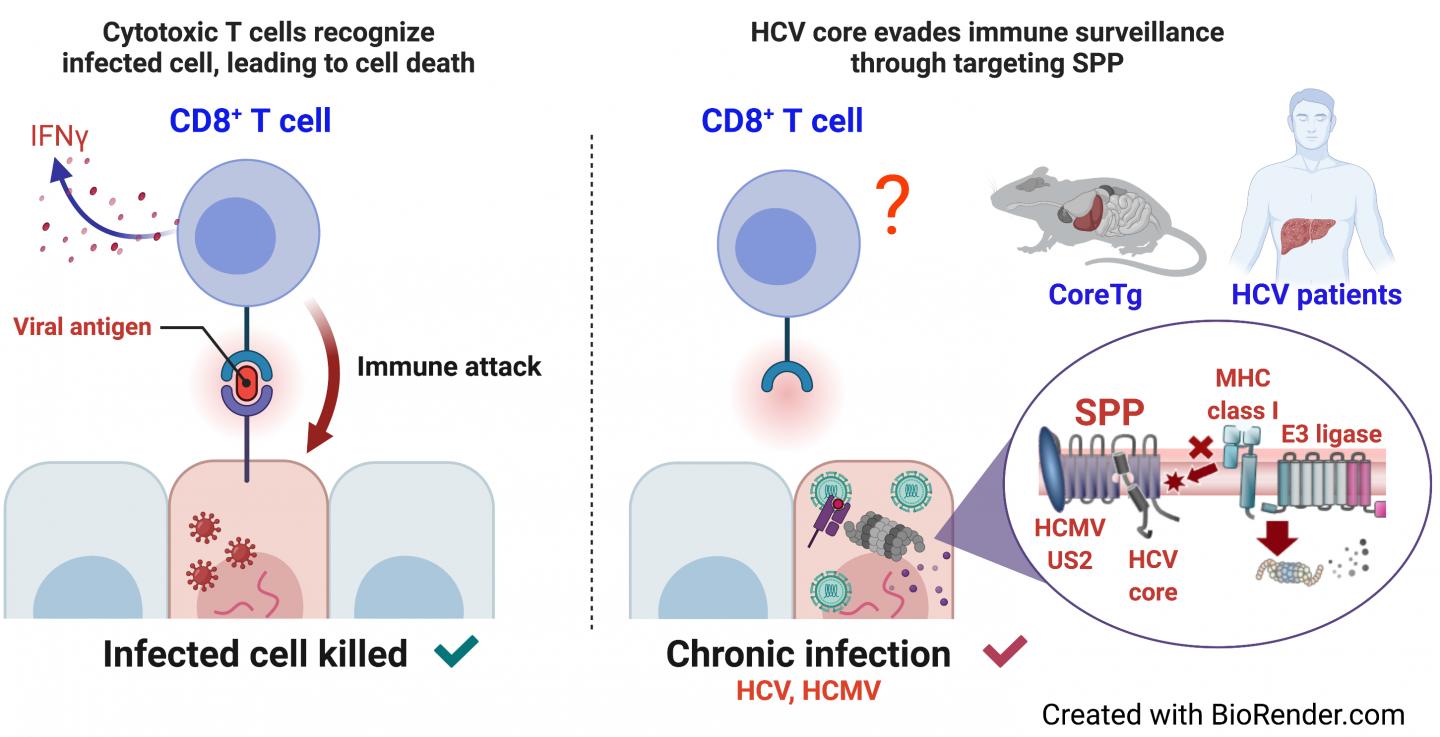 Immune Response To Virus