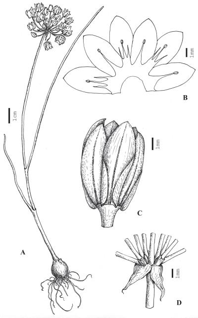 <i>Allium formosum</i>