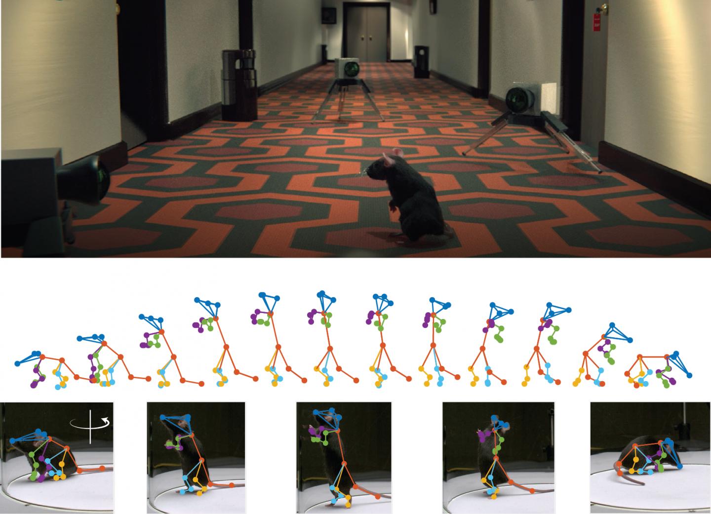 3D mouse pose from single-view video and a new dataset