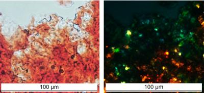 Protein FXR1, Extracted from the Brain of Healthy Rats