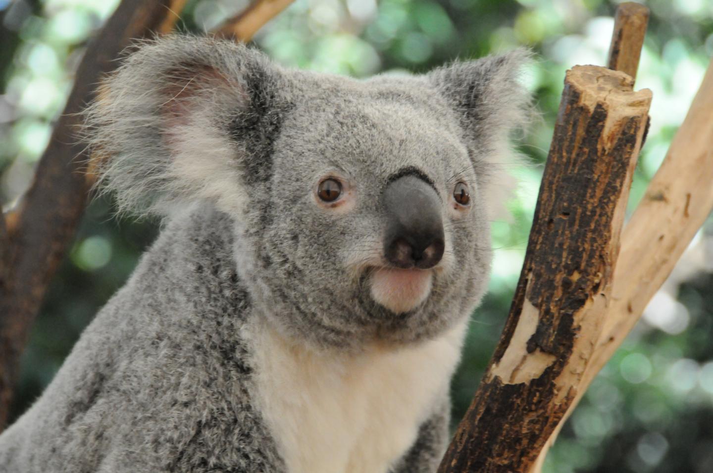 Cars and Chlamydia Killing Queensland Koalas