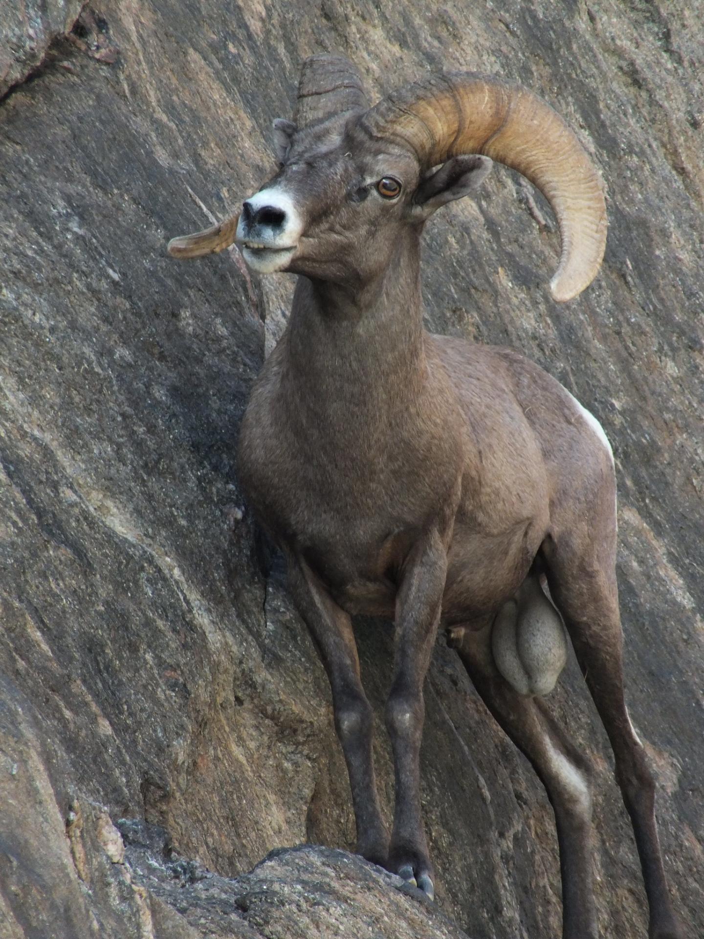 Native desert bighorn sheep in ecologically i EurekAlert!