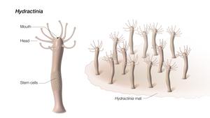 Hydractinia anatomy