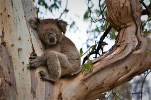 Koala