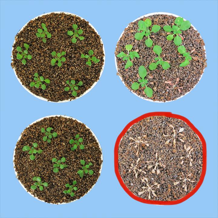 NGA1 Mutants Cannot Be Rehydrated after Drought