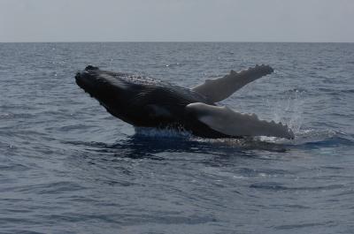 How Many Humpbacks Existed in the North Atlantic? (2 of 3)