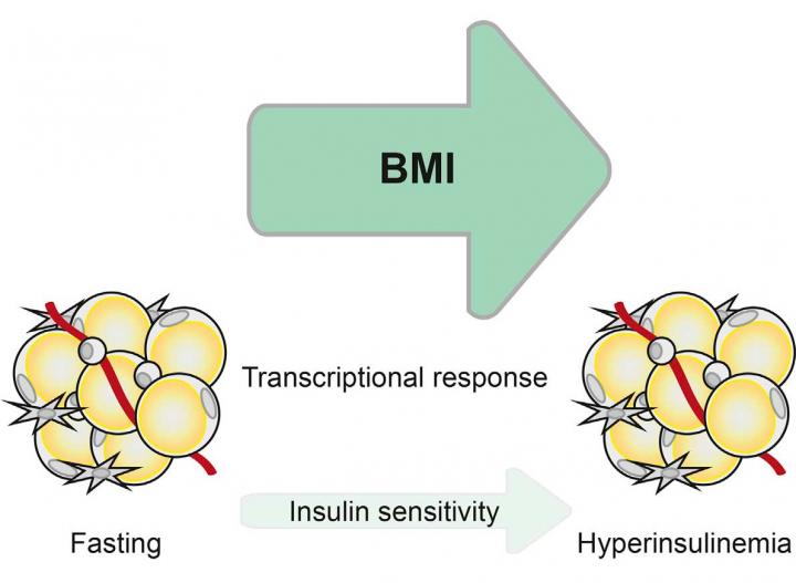 Transcriptional Profiling of Obese and Nonobese