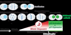 Cells can measure how long they spend in mitosis