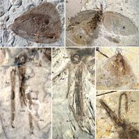 Jurassic and Cretaceous Kalligrammatids from China