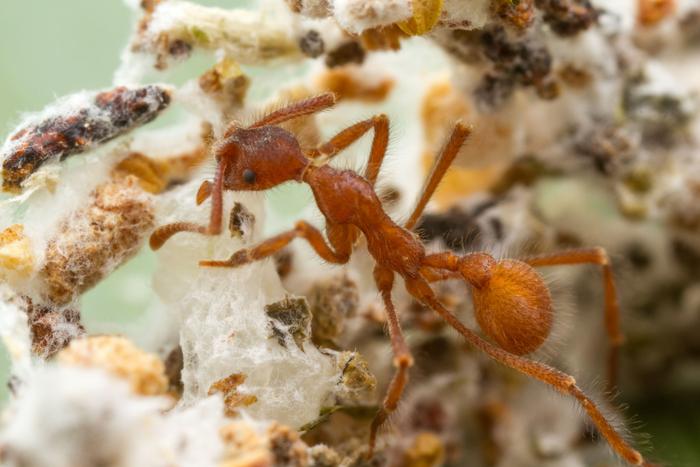 A coral-fungus-farming worker of the fungus-farming ant species Apterostigma collare, collected at La Selva Biological Station in Costa Rica in 2015, on its fungus garden.