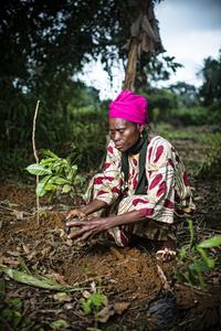 Planting Gnetum in Cameroon