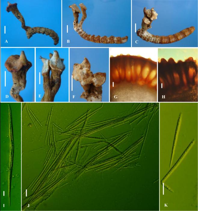 Figure2. Taxonomic characteristics of sexual specimens of Harposporium incensis.