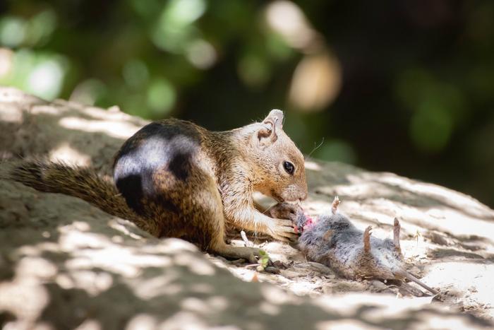 Squirrel eats vole