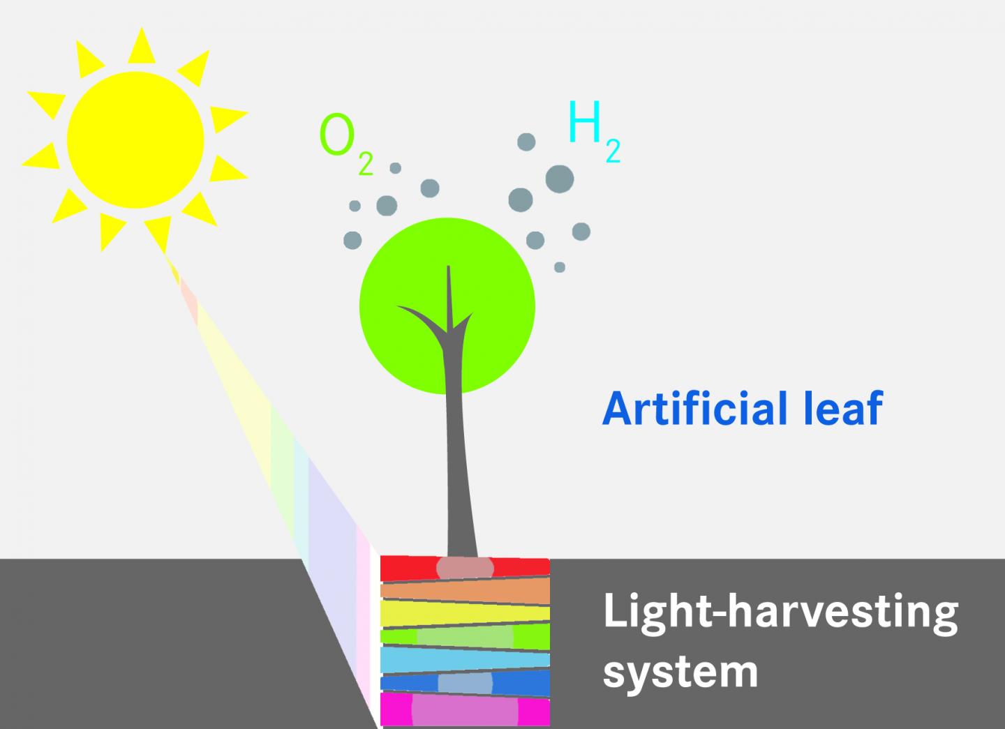 Artificial Leaf