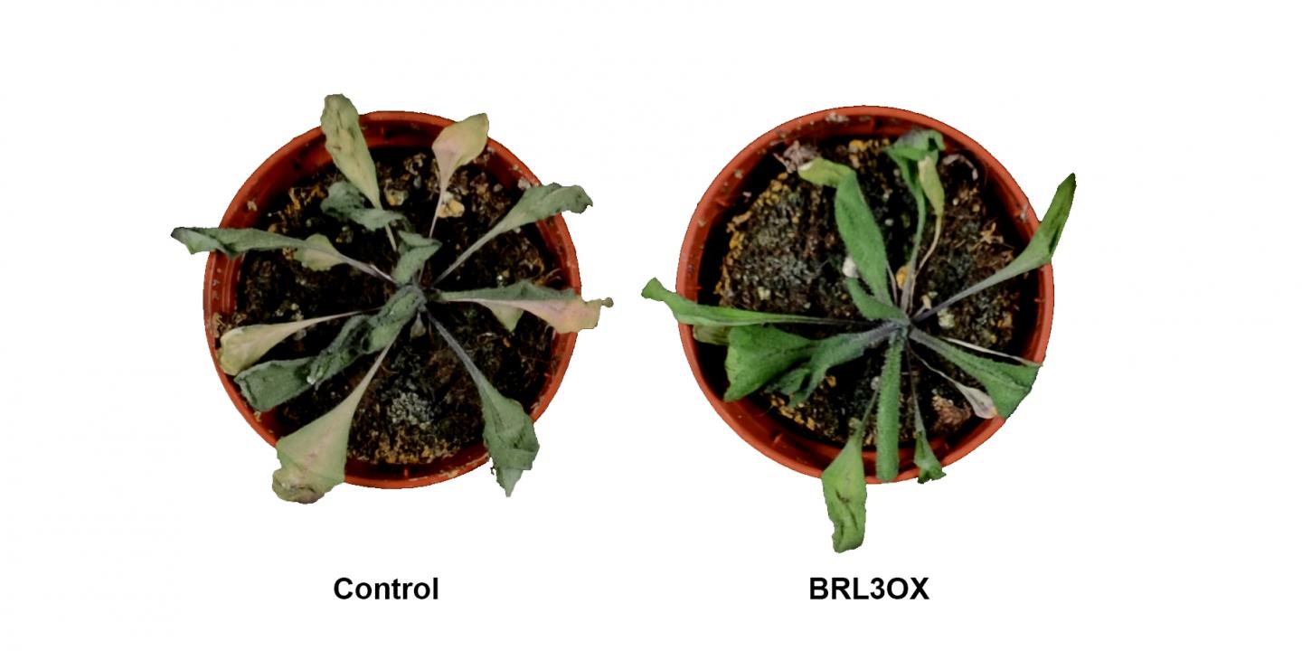 <i>Arabidopsis</i> Plants After Drought Stress