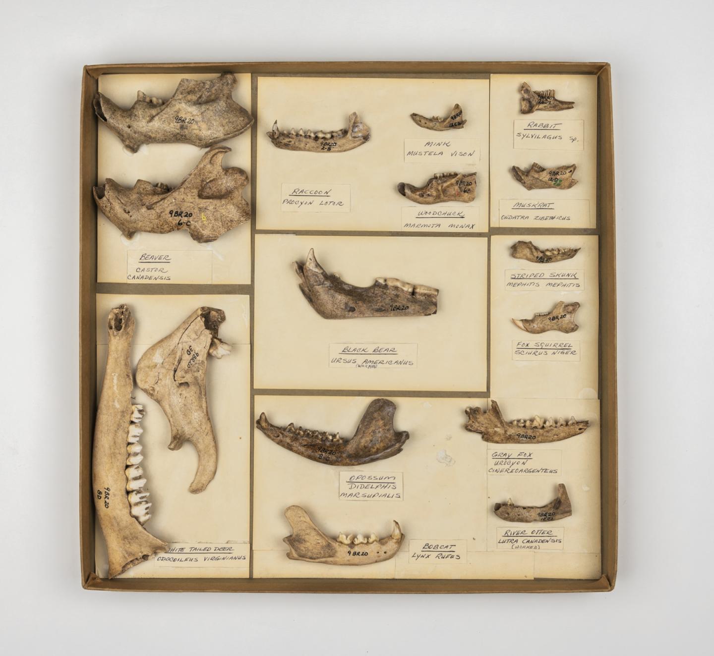 Specimens Reveal Humans' History of Using Natural Resources