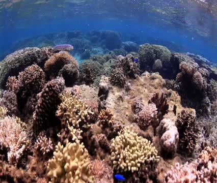 Protected Reefs vs. Overgrown Reefs