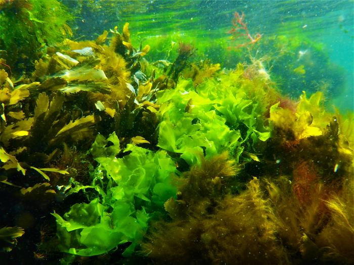 Sea Lettuce