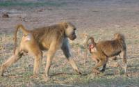 Adult Male Baboon Guarding a Fertile Female