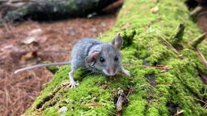 Small-mammal-study-news-feature