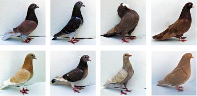 Genes Regulate Pigeon Colors