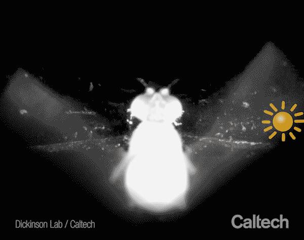 Using the Sun as a Landmark