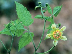 A flowering branch of Nasa colanii