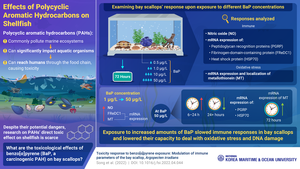 Threat of Bioaccumulation: New Study Investigates Impact of Polycyclic Aromatic Hydrocarbons on Bay Scallops