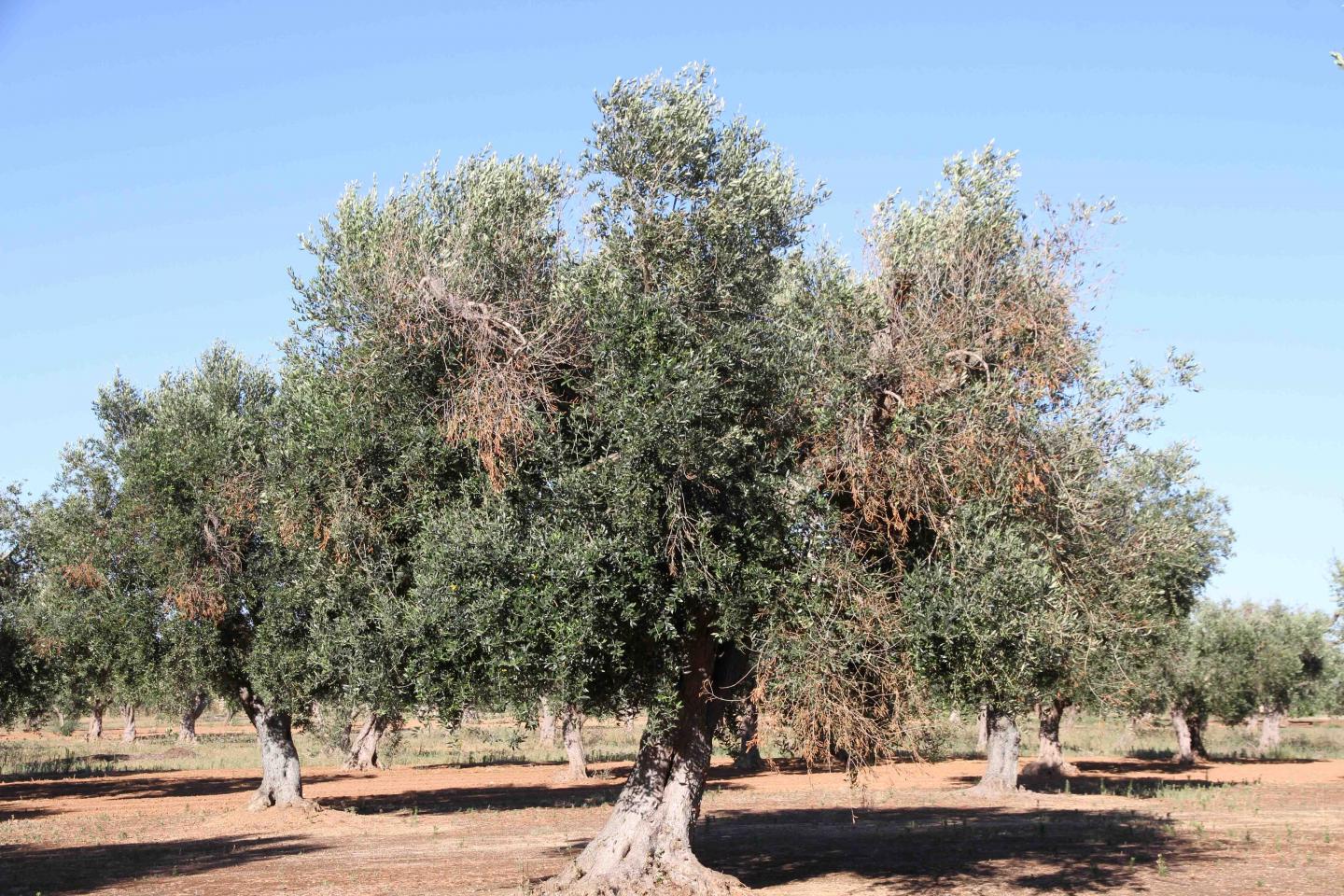 Olive Tree