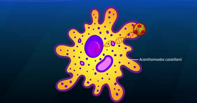 Medusavirus, a Novel Large DNA Virus Discovered from Hot Spring Water