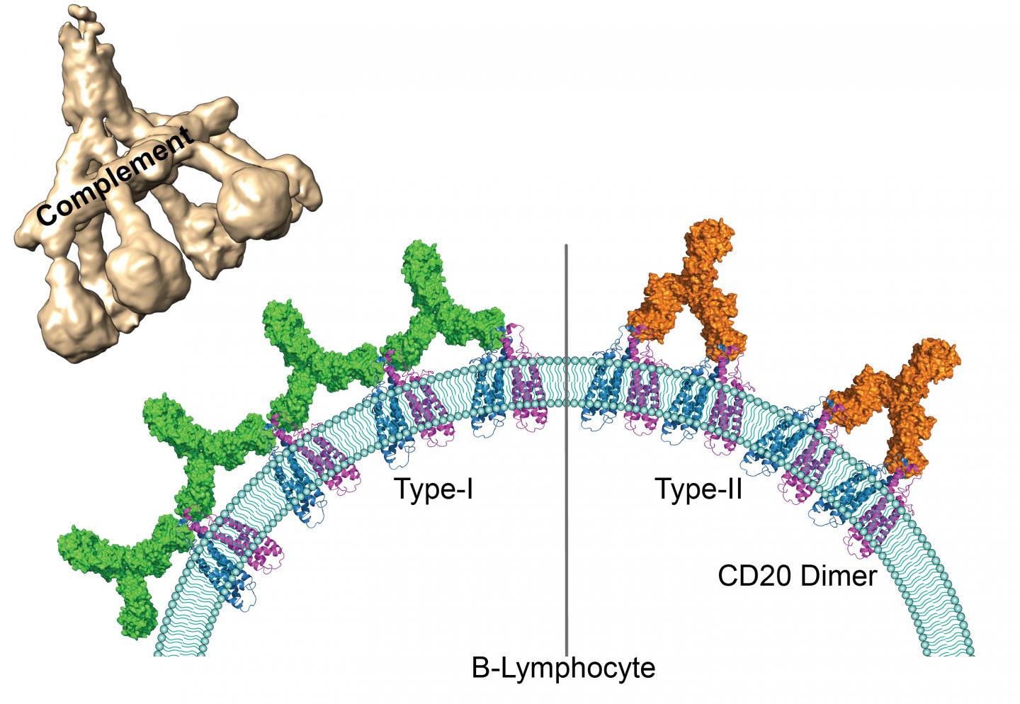 The behaviour of therapeutic antibodies in immunotherapy