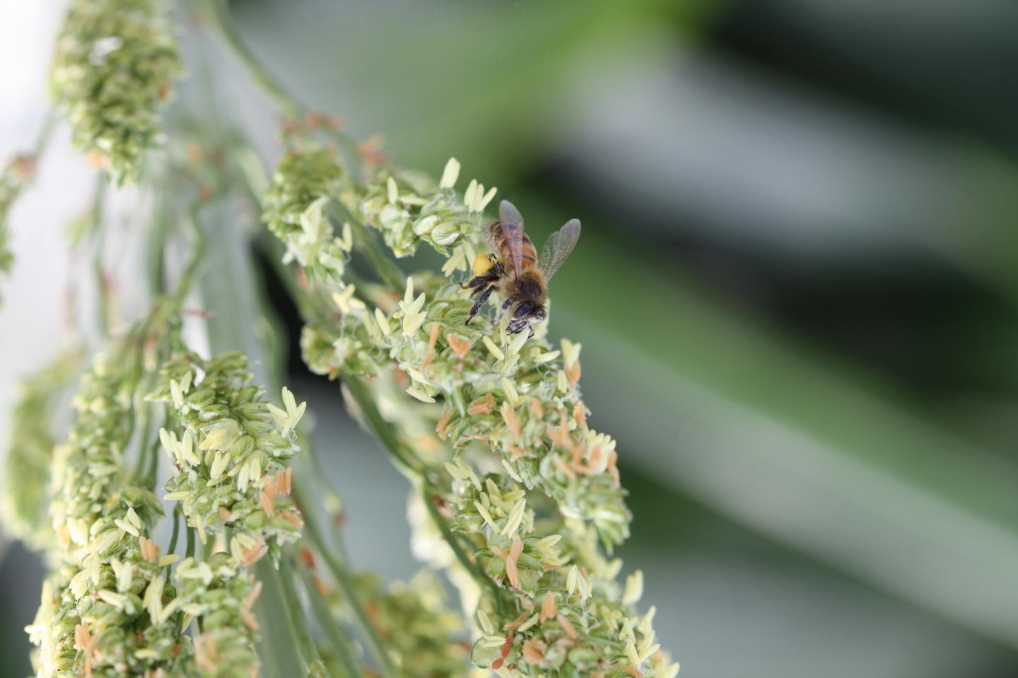 Bee in Grain Sorghum
