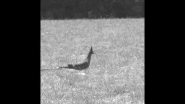 Pigeon Fleeing Replica Predator