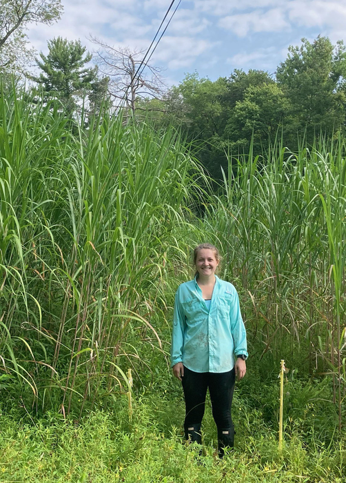 Jenni Kane Miscanthus