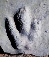 Natural Cast of a <i>Eubrontes giganteus</i> Footprint