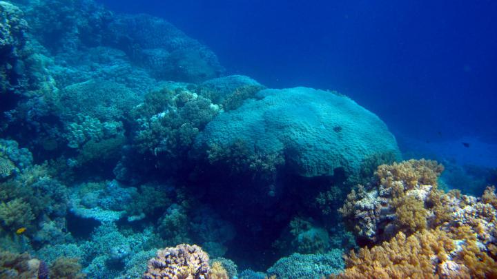 Red Sea Coral